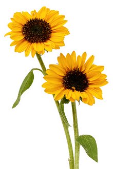 My Blog. Library Image: Sunflowers